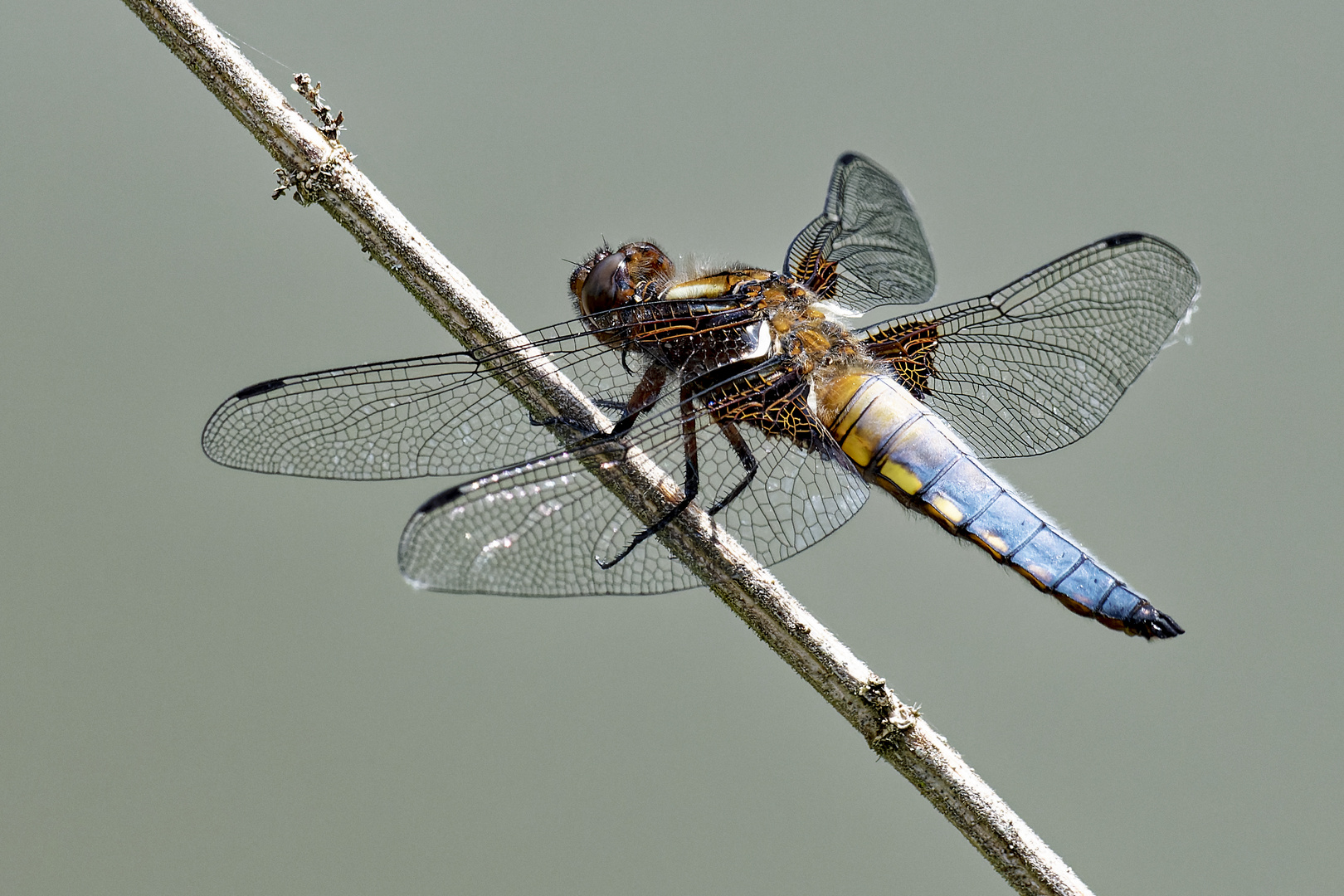 Plattbauch-Libelle