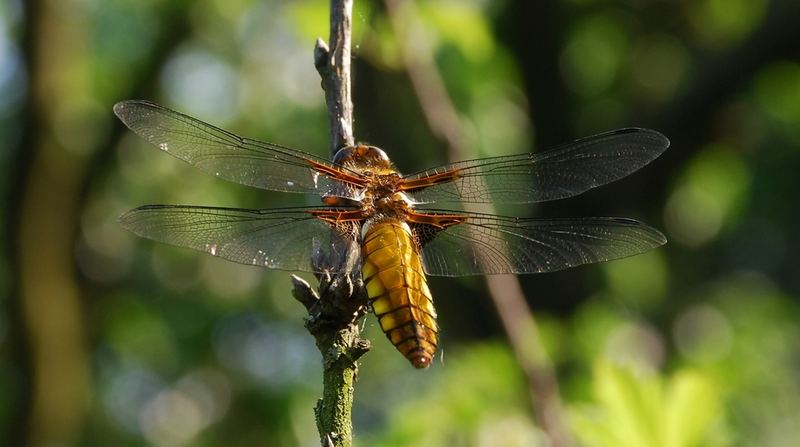 Plattbauch-Libelle