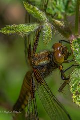 Plattbauch-Libelle ...