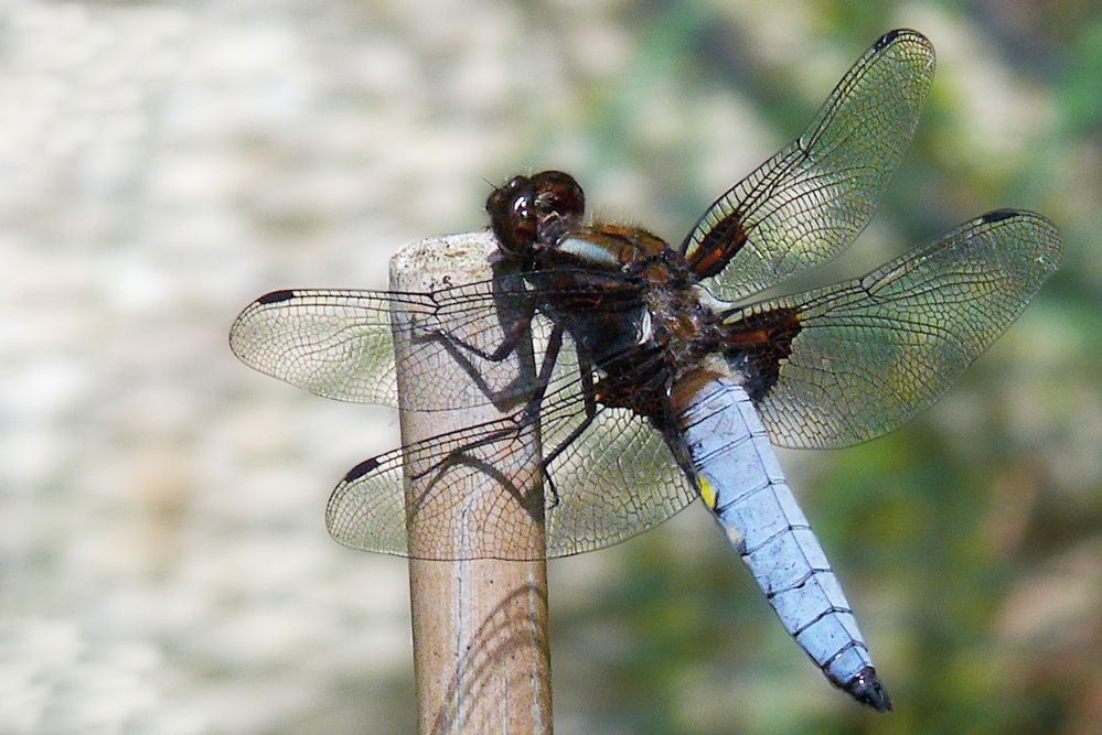 Plattbauch-Libelle