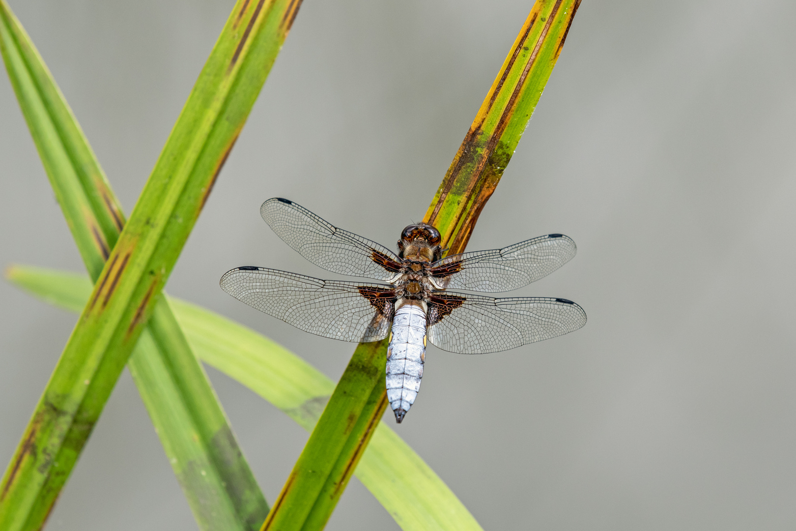 Plattbauch-Libelle