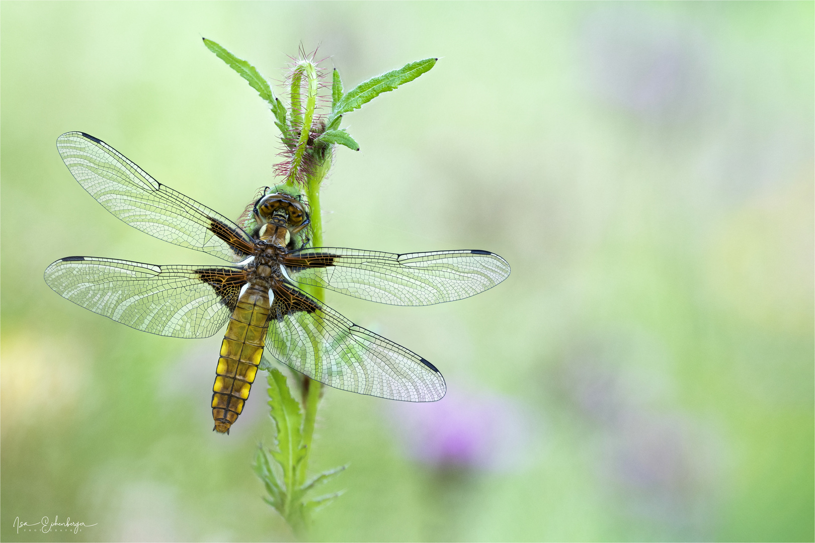 Plattbauch-Libelle