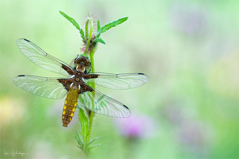 Plattbauch-Libelle