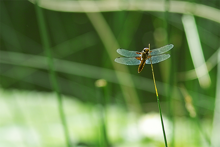 Plattbauch (-Libelle)