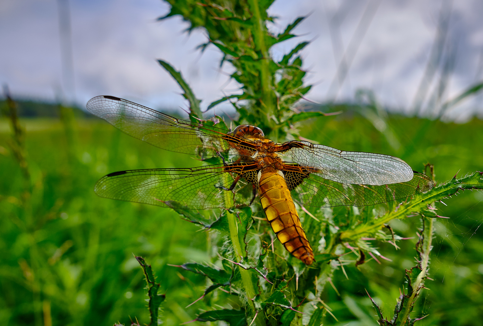 Plattbauch Libelle