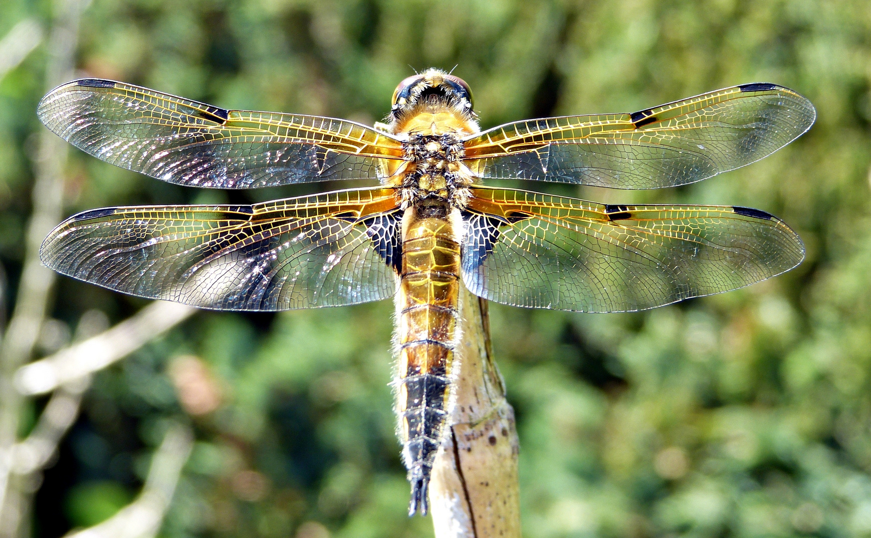 Plattbauch-Libelle