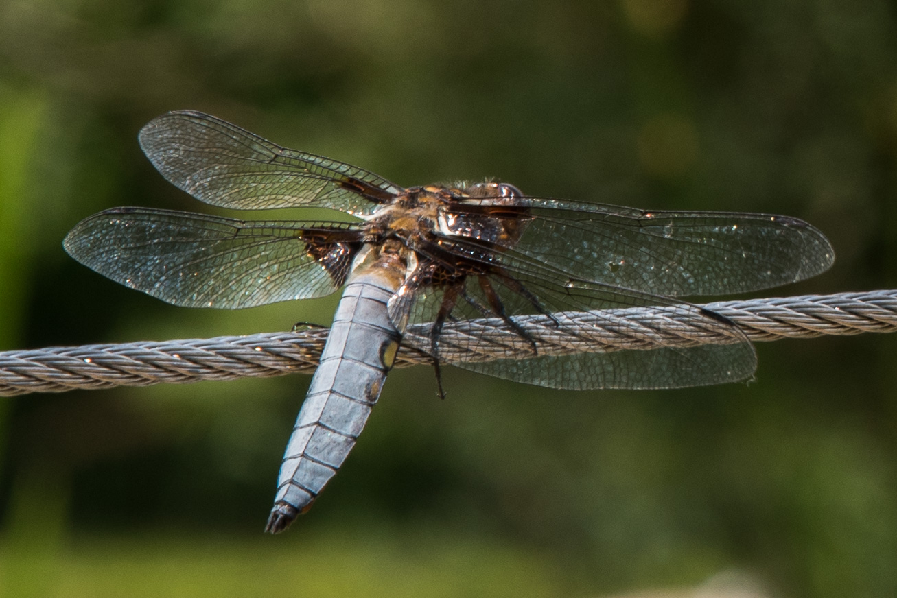 Plattbauch Libelle