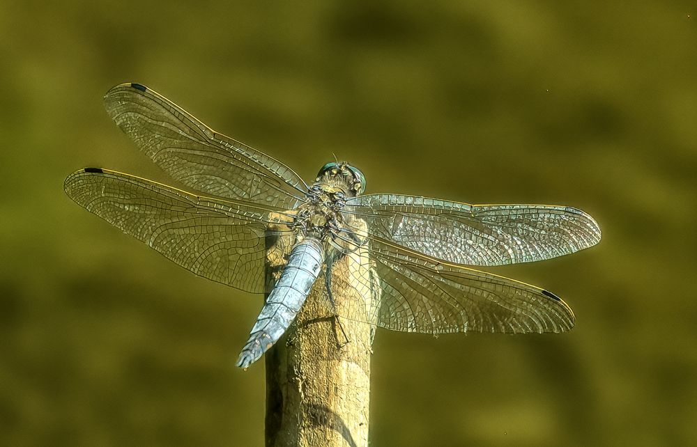 Plattbauch Libelle