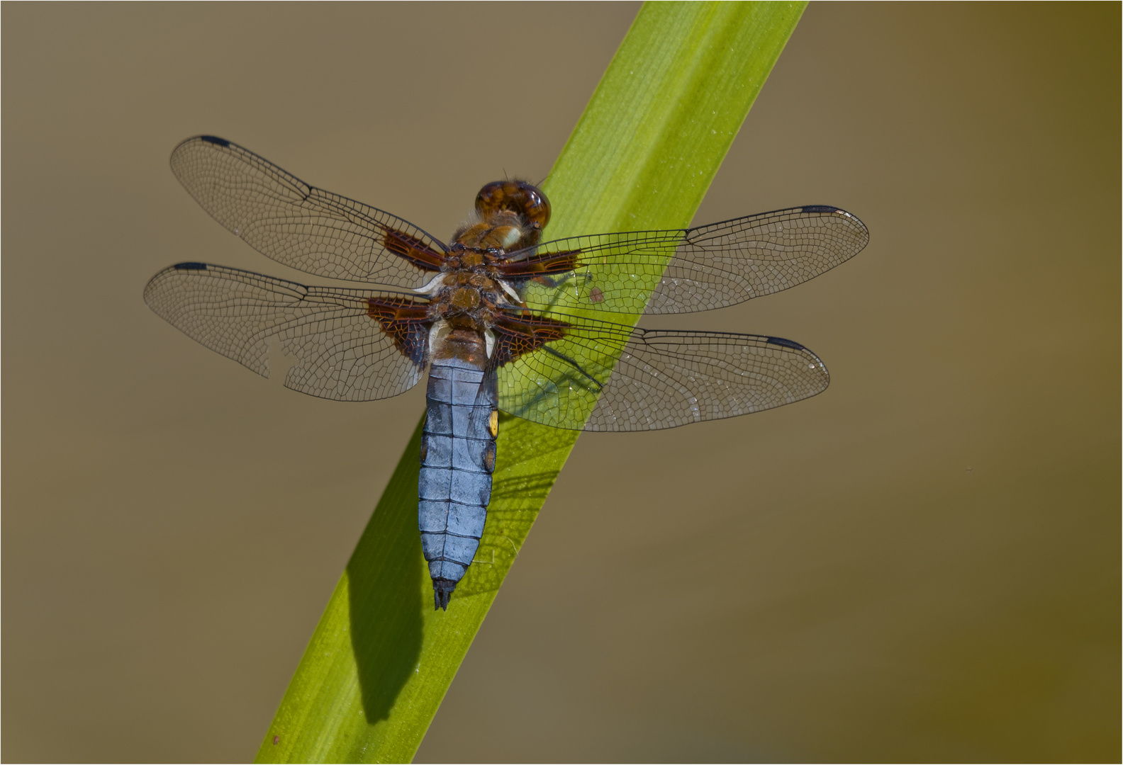 Plattbauch-Libelle