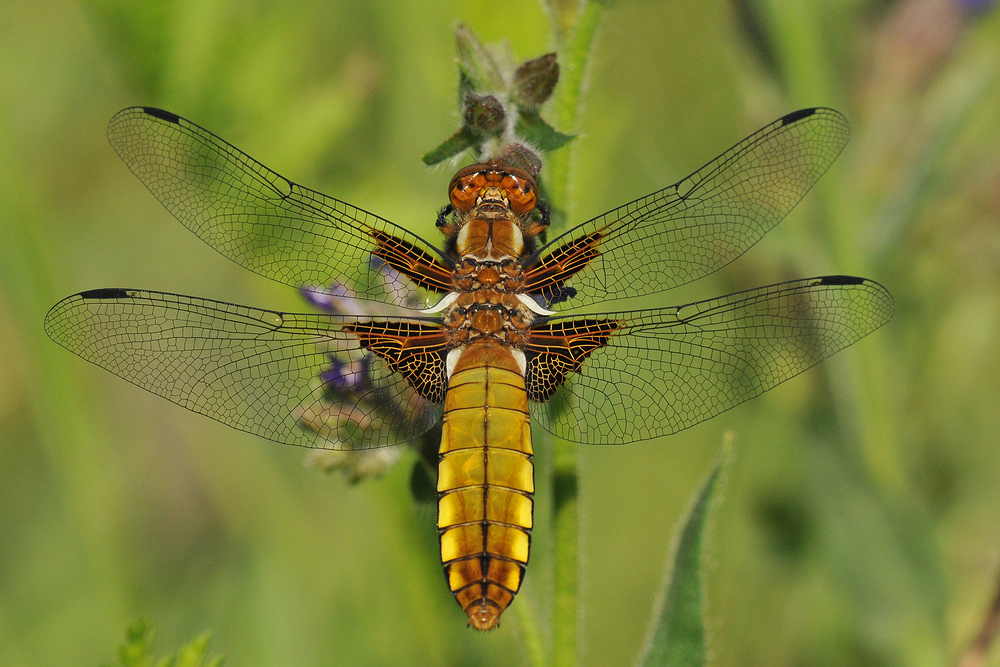 Plattbauch – Libelle in der Abendsonne