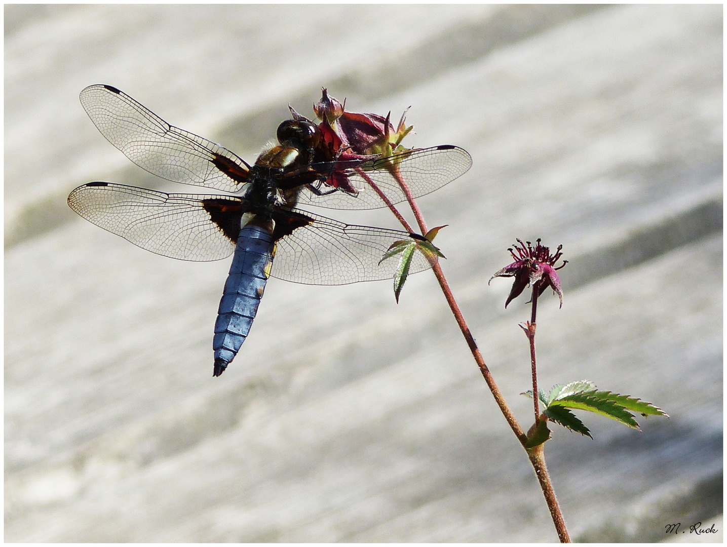 Plattbauch Libelle labt sich an einer Blüte 