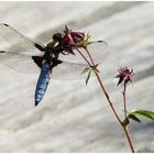 Plattbauch Libelle labt sich an einer Blüte 