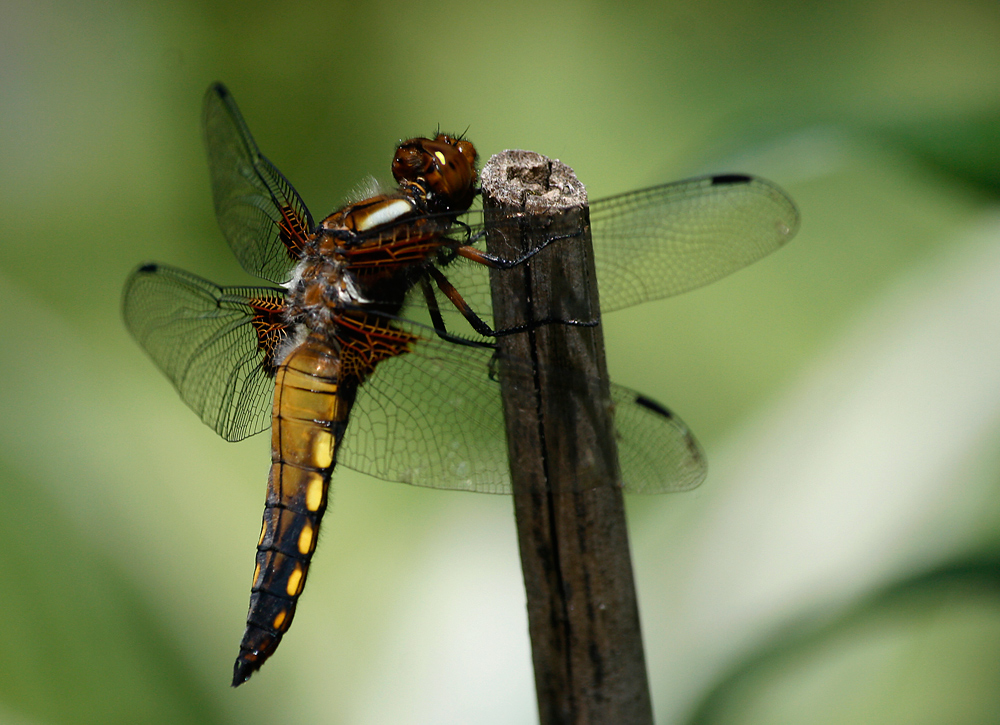 Plattbauch-Libelle (Libella depressa)