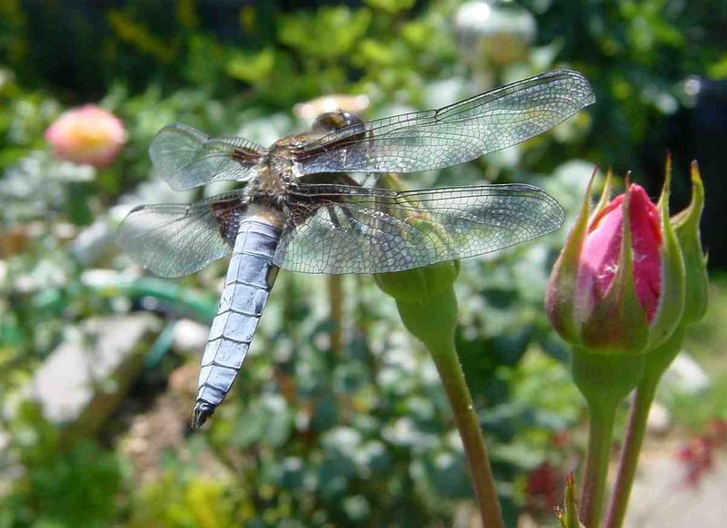 Plattbauch-Libelle (Libellula depressa)