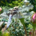 Plattbauch-Libelle (Libellula depressa)