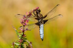 Plattbauch-Libelle (libellula depressa)