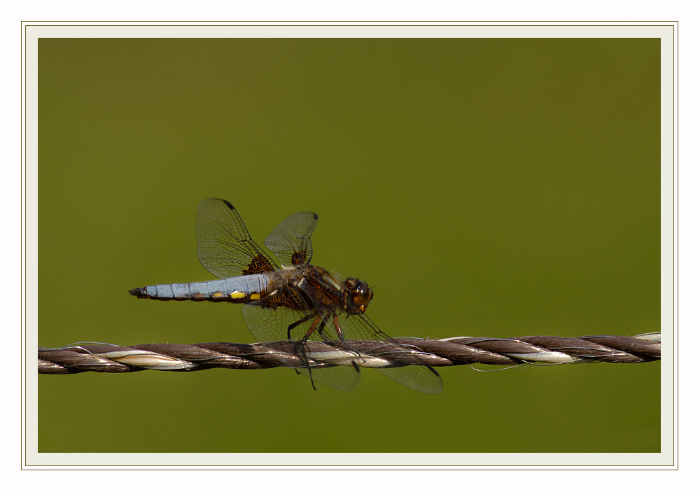 Plattbauch-Libelle (Libellula depressa)