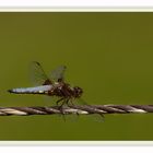 Plattbauch-Libelle (Libellula depressa)