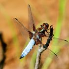 Plattbauch-Libelle (Libellula depressa)