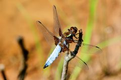 Plattbauch-Libelle (Libellula depressa)