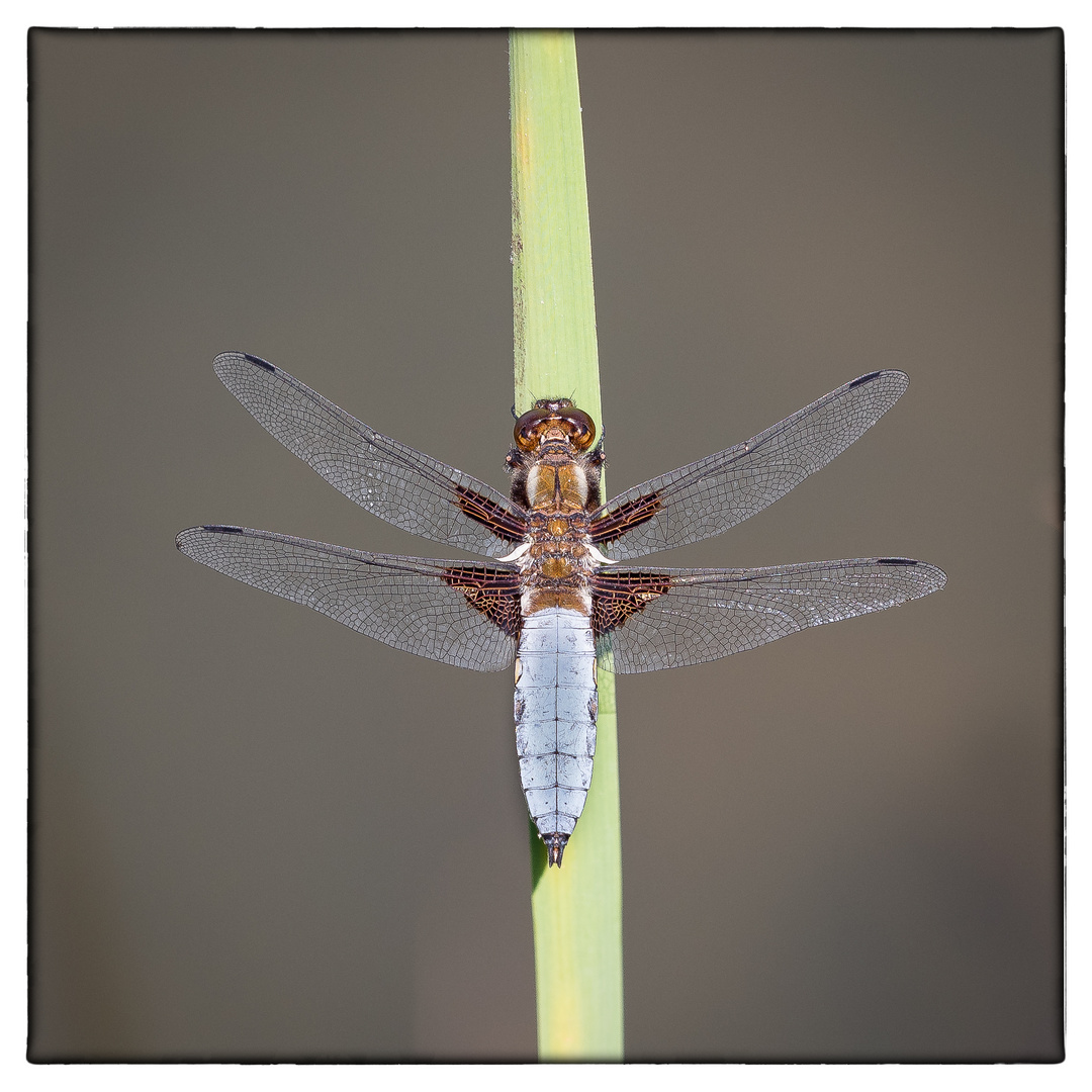 Plattbauch-Libelle (Libellula depressa)
