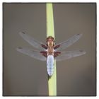 Plattbauch-Libelle (Libellula depressa)