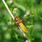 Plattbauch-Libelle (Libellula depressa)