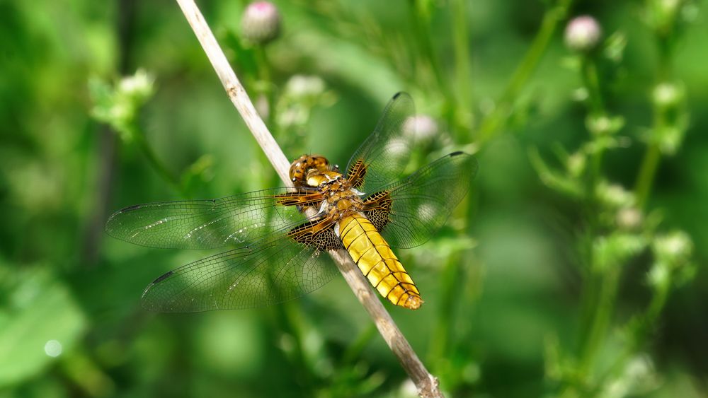 Plattbauch-Libelle (Libellula depressa)