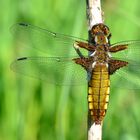 Plattbauch-Libelle.....      (Libellula depressa)