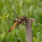 Plattbauch-Libelle (Libellula depressa) - Weibchen