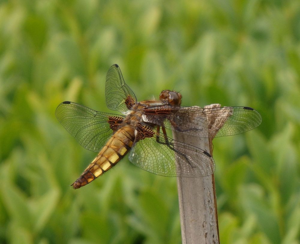 Plattbauch-Libelle (Libellula depressa) - Weibchen