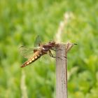 Plattbauch-Libelle (Libellula depressa) - Weibchen