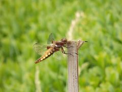 Plattbauch-Libelle (Libellula depressa) - Weibchen