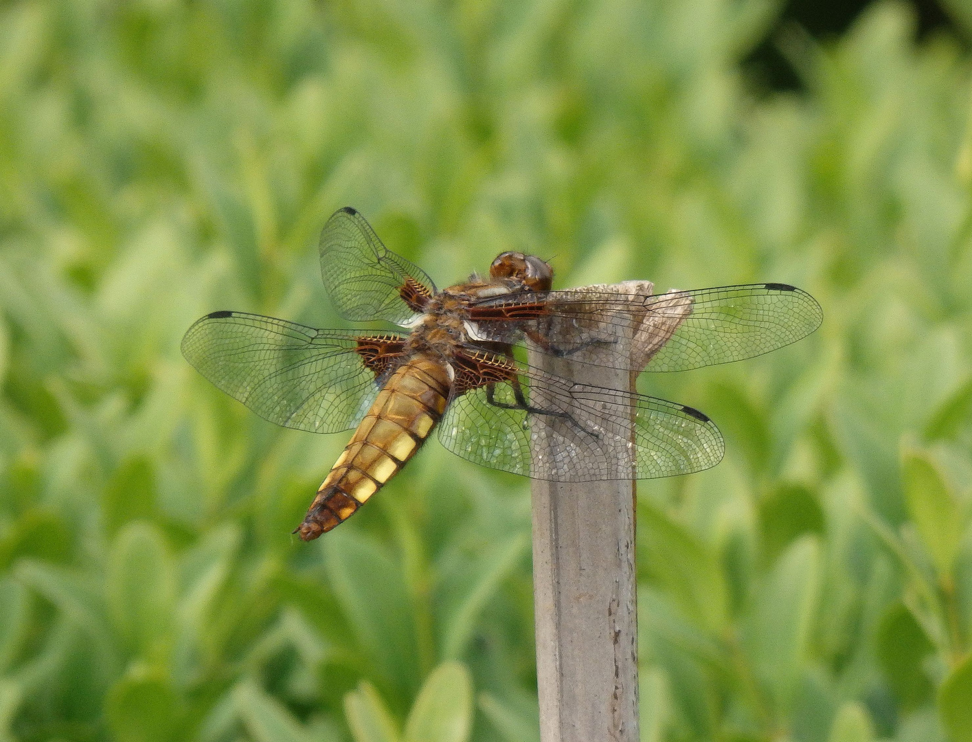 Plattbauch-Libelle (Libellula depressa) - Weibchen