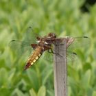 Plattbauch-Libelle (Libellula depressa) - Weibchen