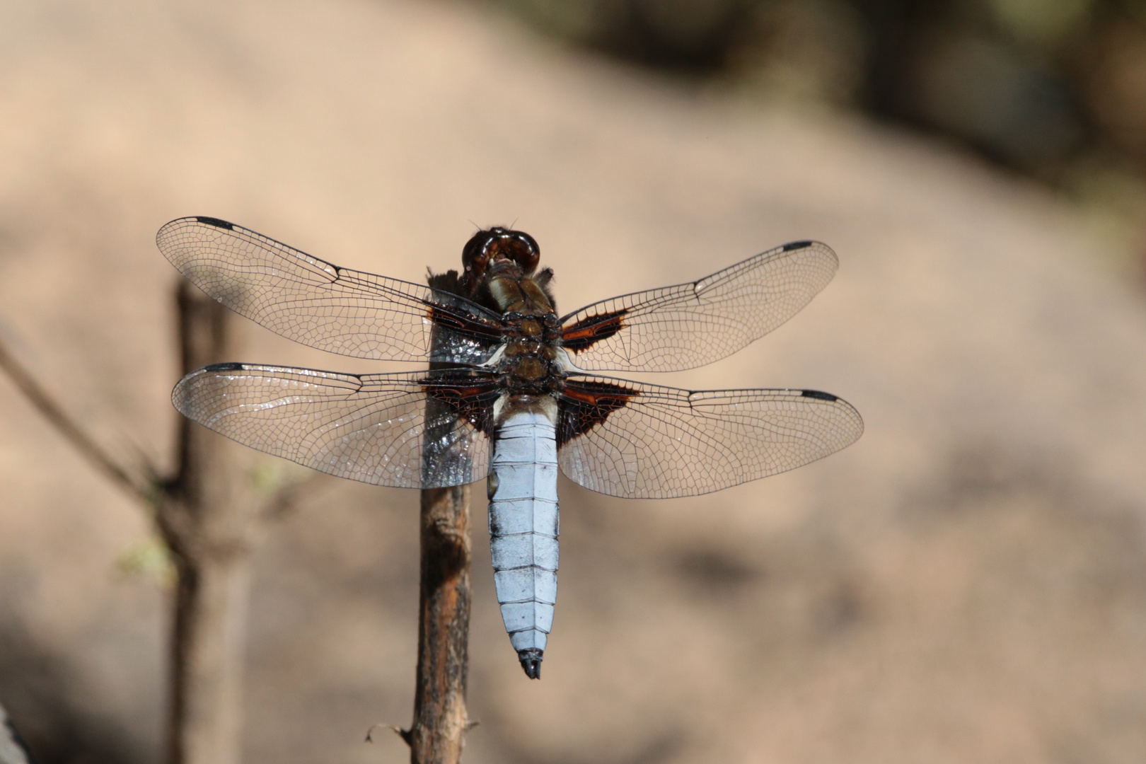 Plattbauch Libelle M. IMG_9976