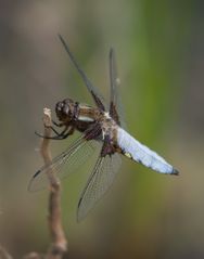 Plattbauch-Libelle (Männchen)