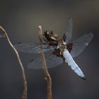 Plattbauch-Libelle (Männchen)