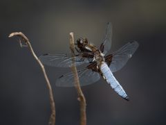 Plattbauch-Libelle (Männchen)