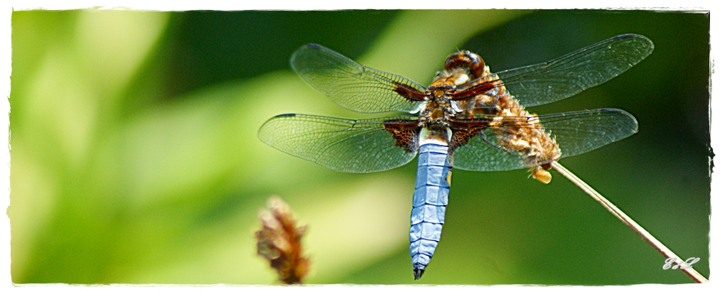 °°Plattbauch-Libelle°° / Männl. /man