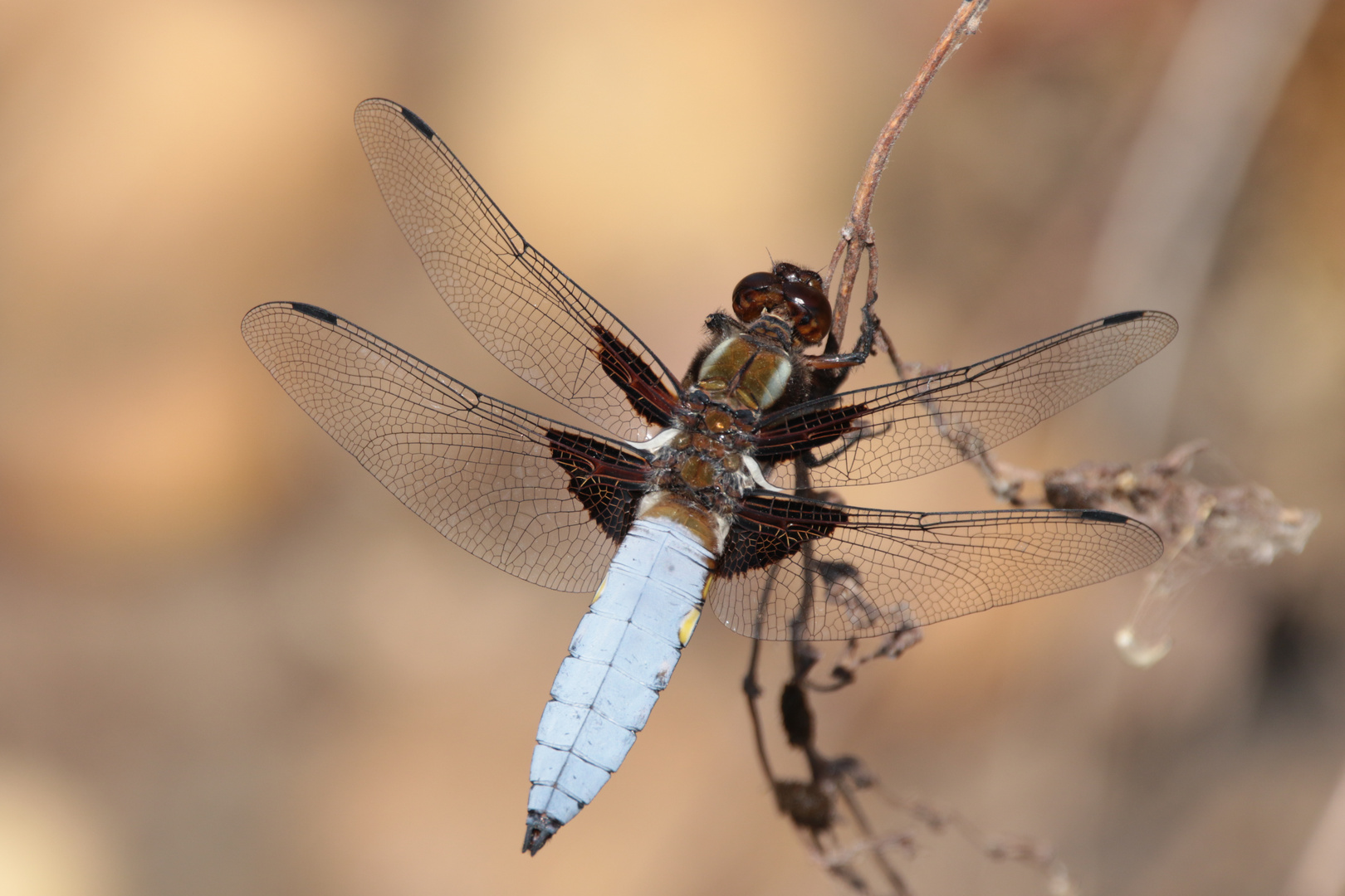 Plattbauch Libelle M.IMG_1103