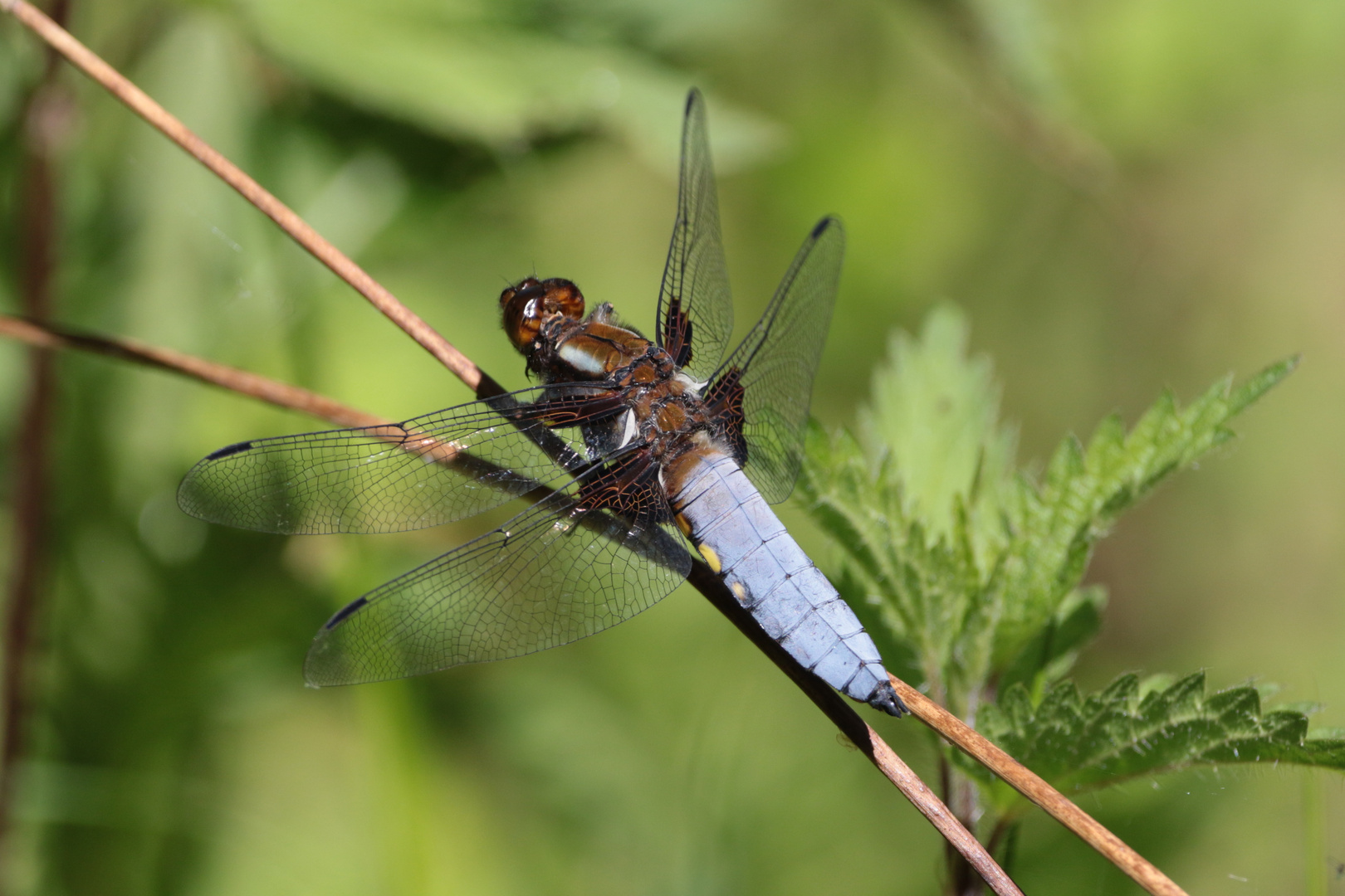 Plattbauch Libelle M.IMG_1935