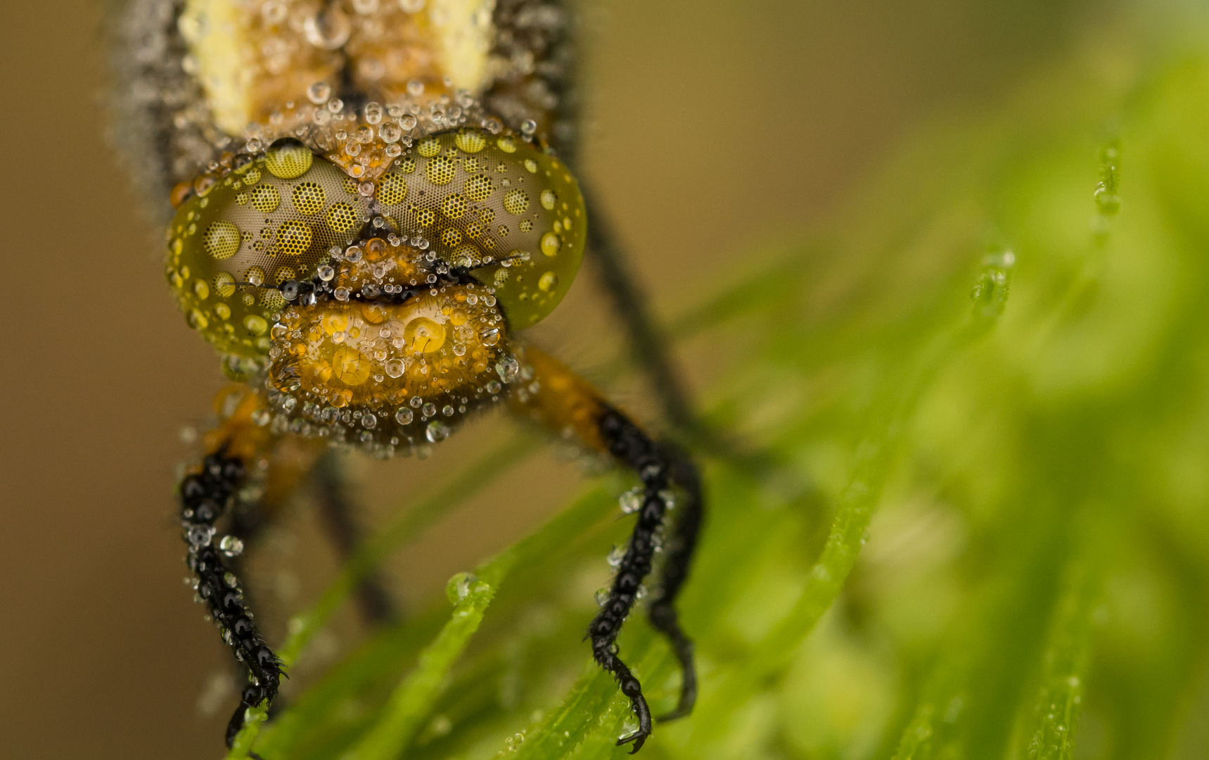 Plattbauch-Libelle mit Tropfen auf den Augen