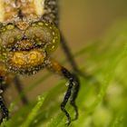 Plattbauch-Libelle mit Tropfen auf den Augen