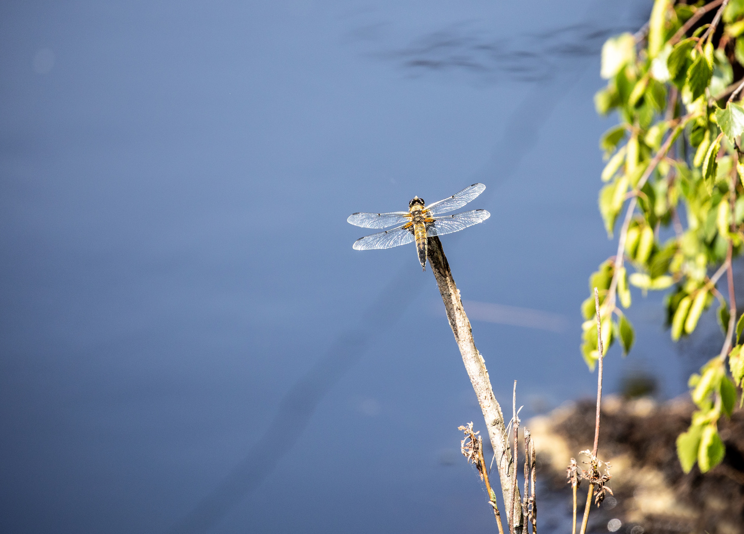 Plattbauch Libelle (Vierfleck) 