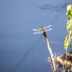 Plattbauch Libelle (Vierfleck) 