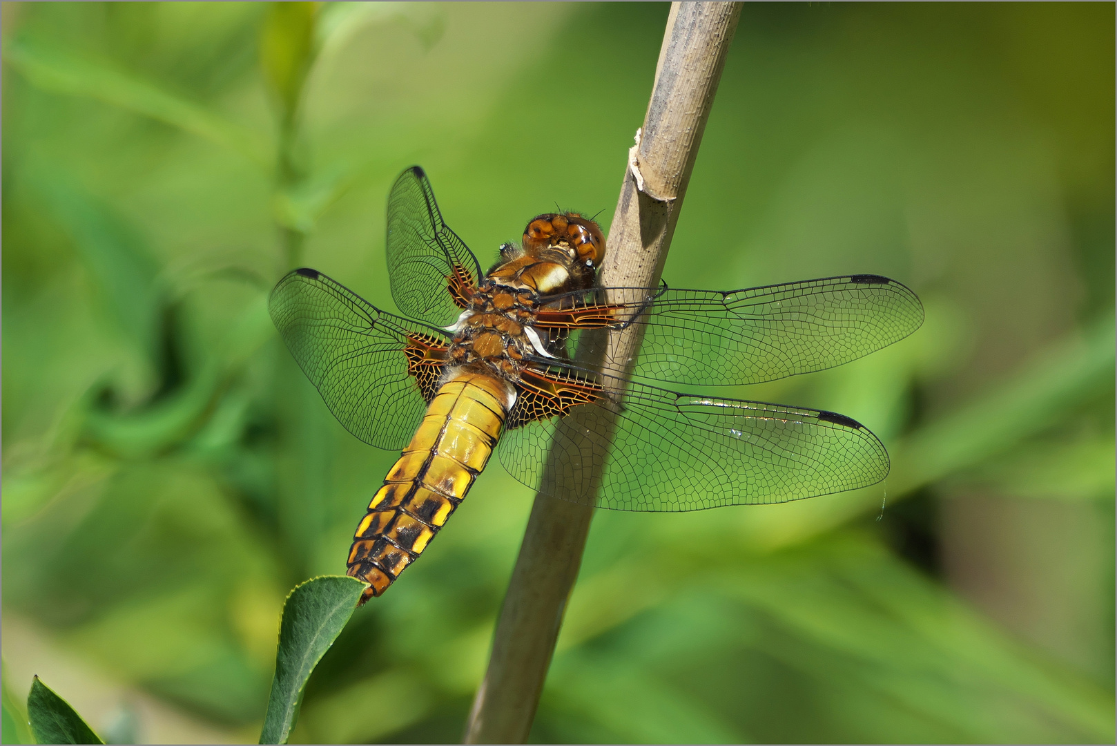 Plattbauch Libelle weiblich