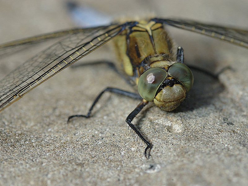 Plattbauch-Libelle2