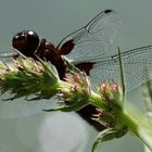 Plattbauch-Libellenmännchen (Libellula depressa)