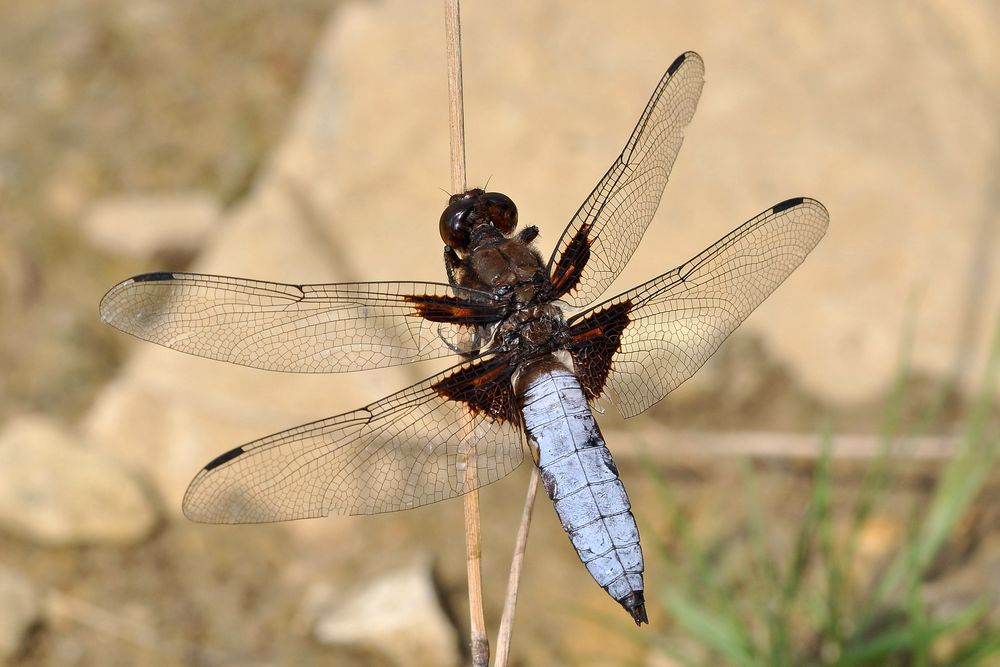 Plattbauch (Libellula depresa)